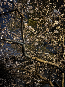 スクリーンショット 2026-03-31(2) 154357.png